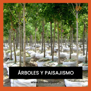 VENTA DE ARBOLES PARA PARQUES